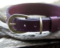 ホワイトシェパード　JASMIN　紫の首輪とリード　真鍮金具