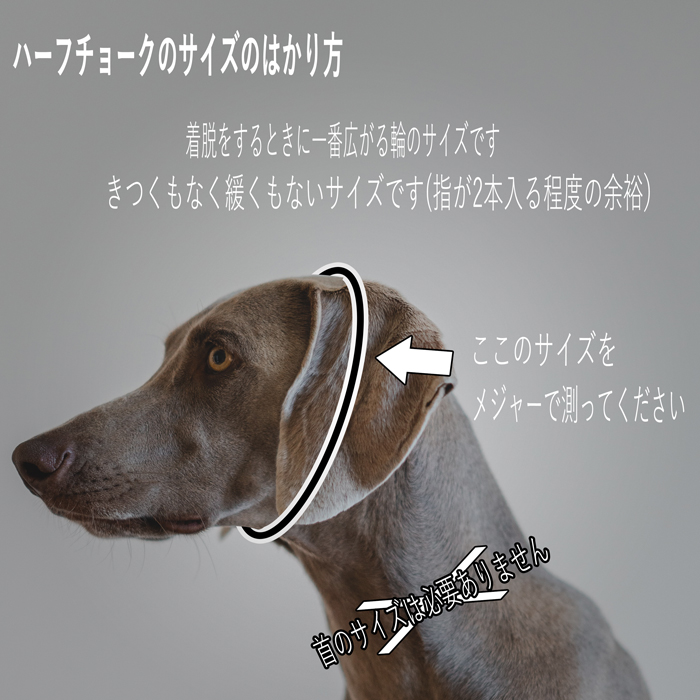 ハーフチョークを測る位置を示すの犬画像