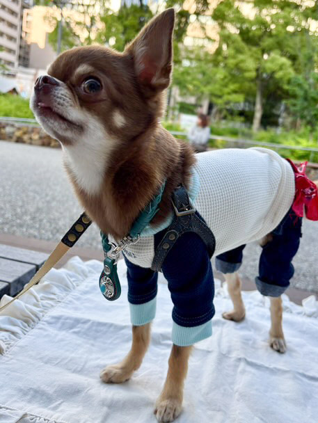 ターコイズ色のレザーチェーンネームタグを身につけた小型犬の着用写真（屋外）