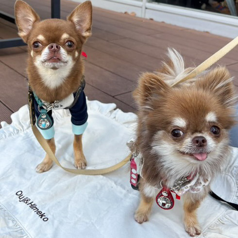 ターコイズ色のレザーチェーンネームタグを身につけた小型犬の着用写真（屋外）