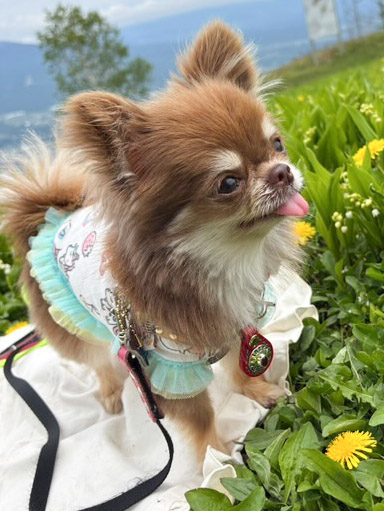 赤革のレザーチェーンネームタグを身につけた小型犬の着用写真（屋外）